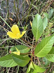 Ludwigia hexapetala