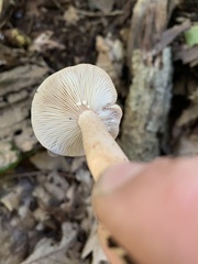 Lactarius quietus