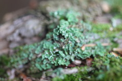 Cladonia caespiticia