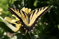 Papilio glaucus