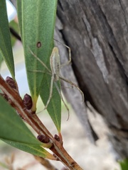 Argiope protensa