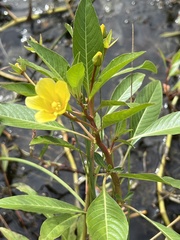 Ludwigia hexapetala