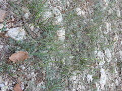 Seseli montanum