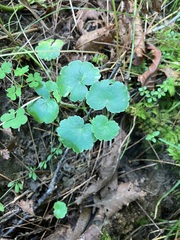 Hydrocotyle americana
