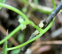 Hydrocotyle americana