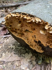 Stereum gausapatum