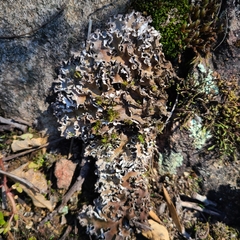 Peltigera rufescens