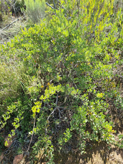Searsia laevigata