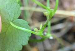 Hydrocotyle americana