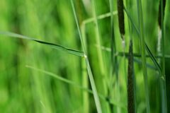 Alopecurus myosuroides