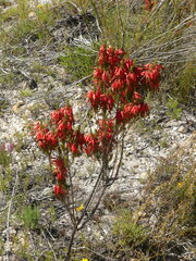 Erica plukenetii