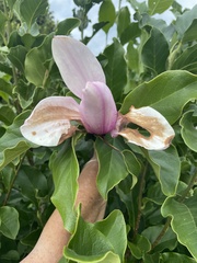 Magnolia × soulangeana