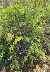 Searsia laevigata