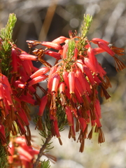Erica plukenetii