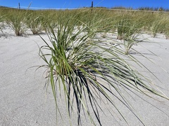 Ammophila breviligulata
