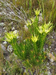 Leucadendron xanthoconus