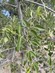 Celtis reticulata