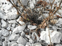 Cynoglossum pustulatum