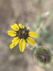 Berlandiera lyrata