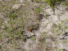 Lessertia frutescens