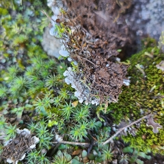 Peltigera rufescens