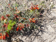 Lessertia frutescens