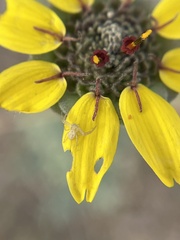 Berlandiera lyrata