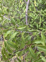 Prunus angustifolia