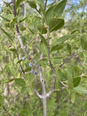 Forestiera pubescens