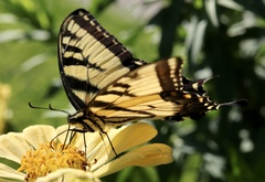 Papilio glaucus