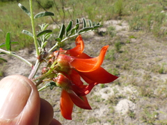Lessertia frutescens