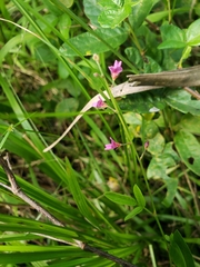 Desmodium incanum