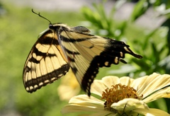 Papilio glaucus