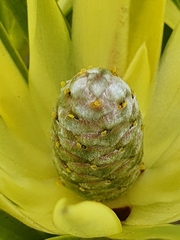 Leucadendron xanthoconus