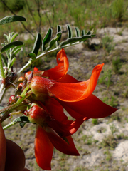 Lessertia frutescens