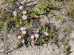 Acrodon bellidiflorus