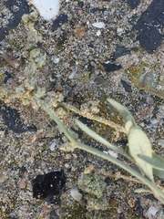 Atriplex portulacoides