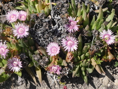 Acrodon bellidiflorus