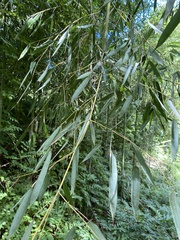 Phyllostachys aureosulcata