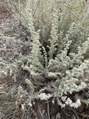 Artemisia filifolia