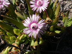 Acrodon bellidiflorus