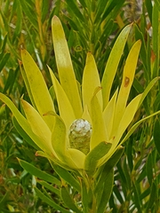 Leucadendron xanthoconus