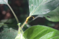 Arachnura scorpionoides