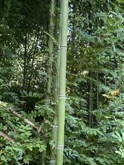 Phyllostachys aureosulcata