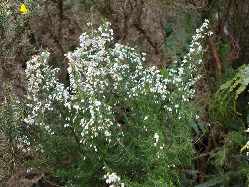 Erica lusitanica