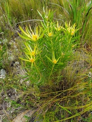 Leucadendron xanthoconus
