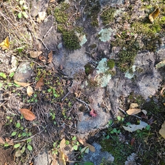 Peltigera rufescens