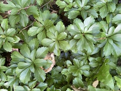Pachysandra terminalis