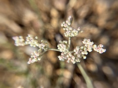 Eriogonum annuum