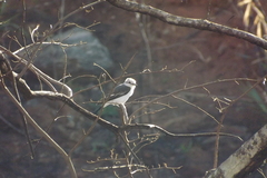 Xolmis velatus